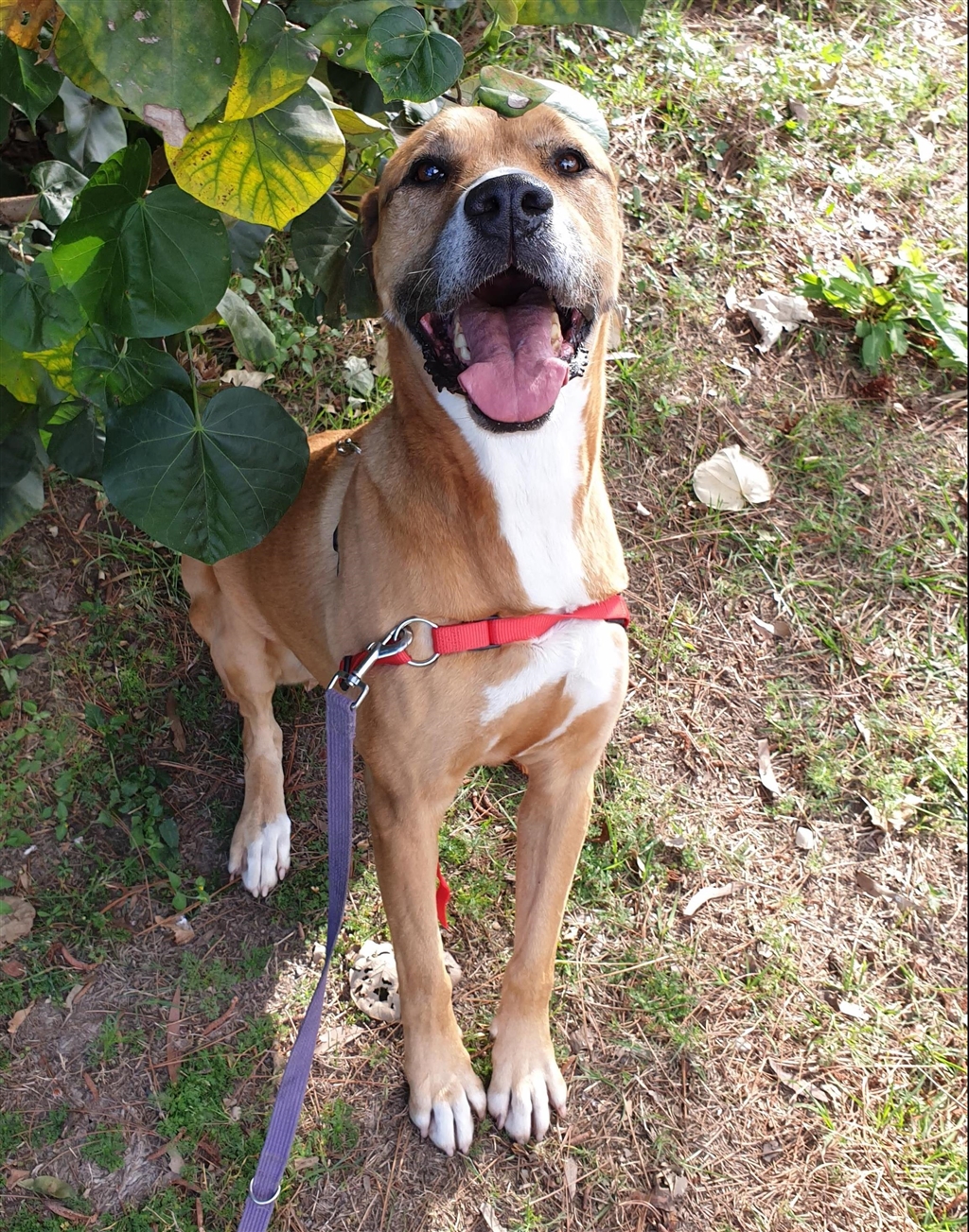 Arabic Ridgeback Cara - Large Female Bull Arab x Rhodesian Ridgeback Mix Dog in QLD ...