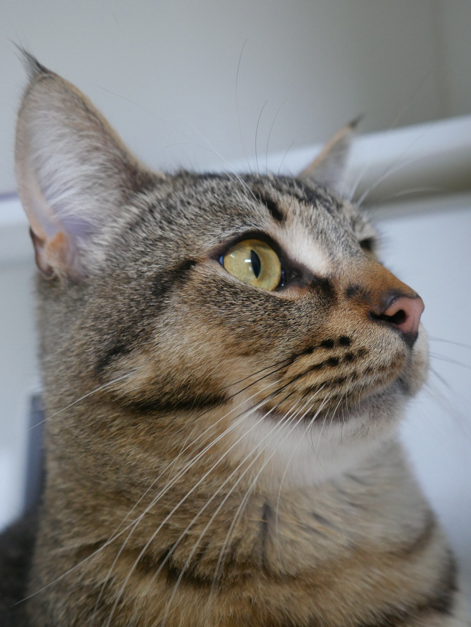 Cougar STA005553 Male Abyssinian Mix Cat in VIC PetRescue