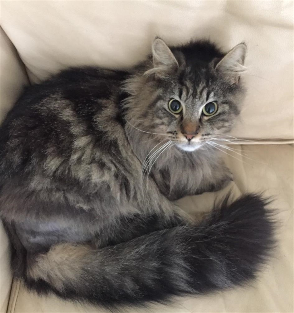 Milly - Female Domestic Longhair Cat in VIC - PetRescue