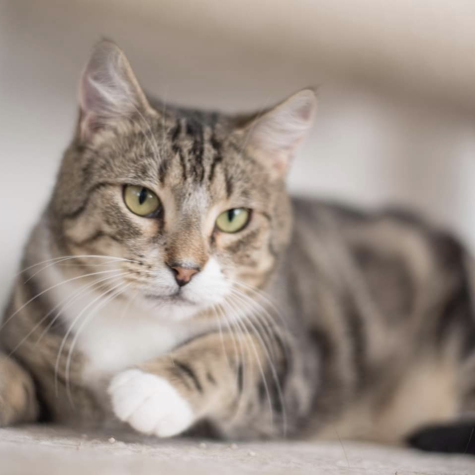 cavalier king charles spaniel puppies near me