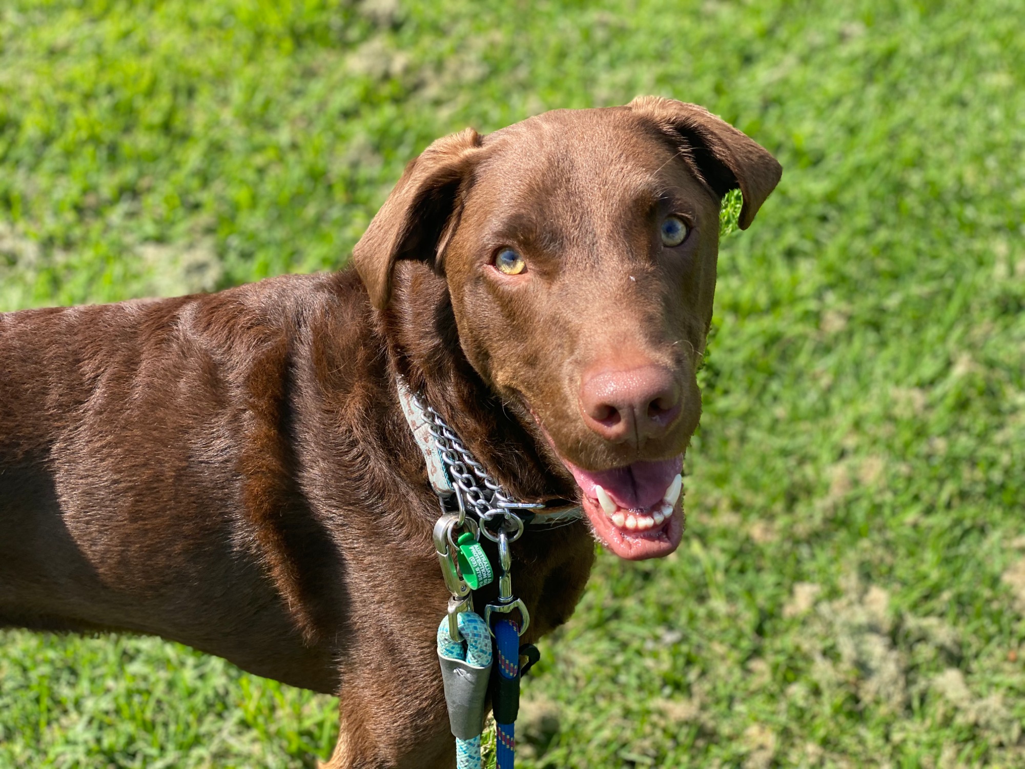 Miley - Medium Female Labrador x Kelpie Dog in VIC - PetRescue