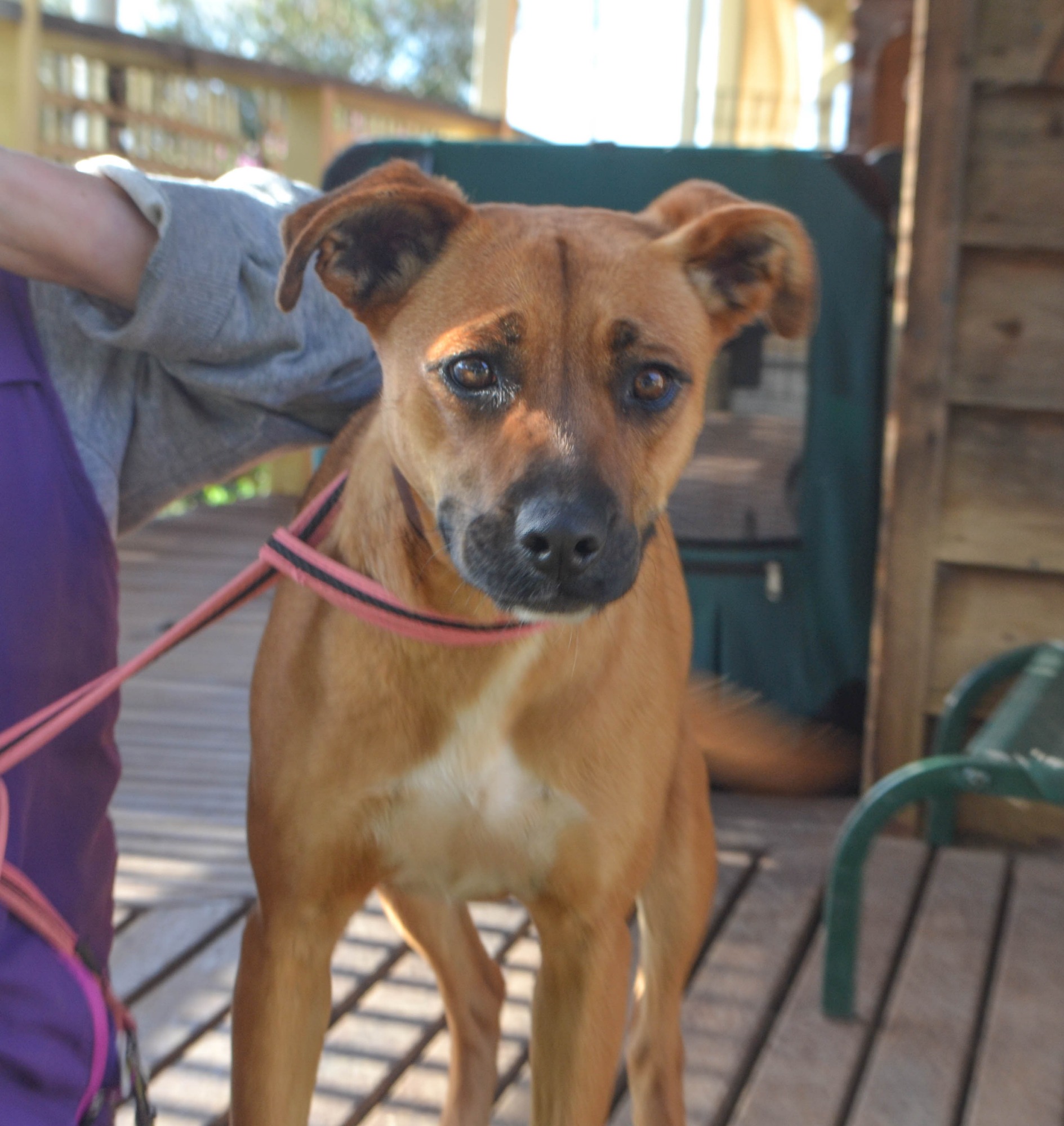 Abigaile Medium Female Boxer x Kelpie Mix Dog in VIC PetRescue