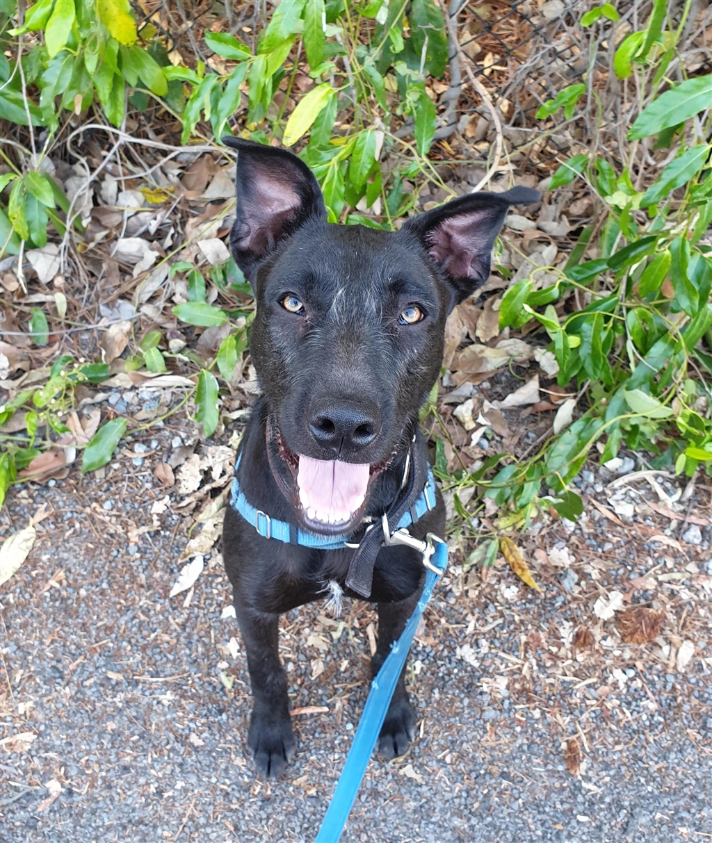 Harlow Large Female Lurcher Mix Dog in QLD PetRescue