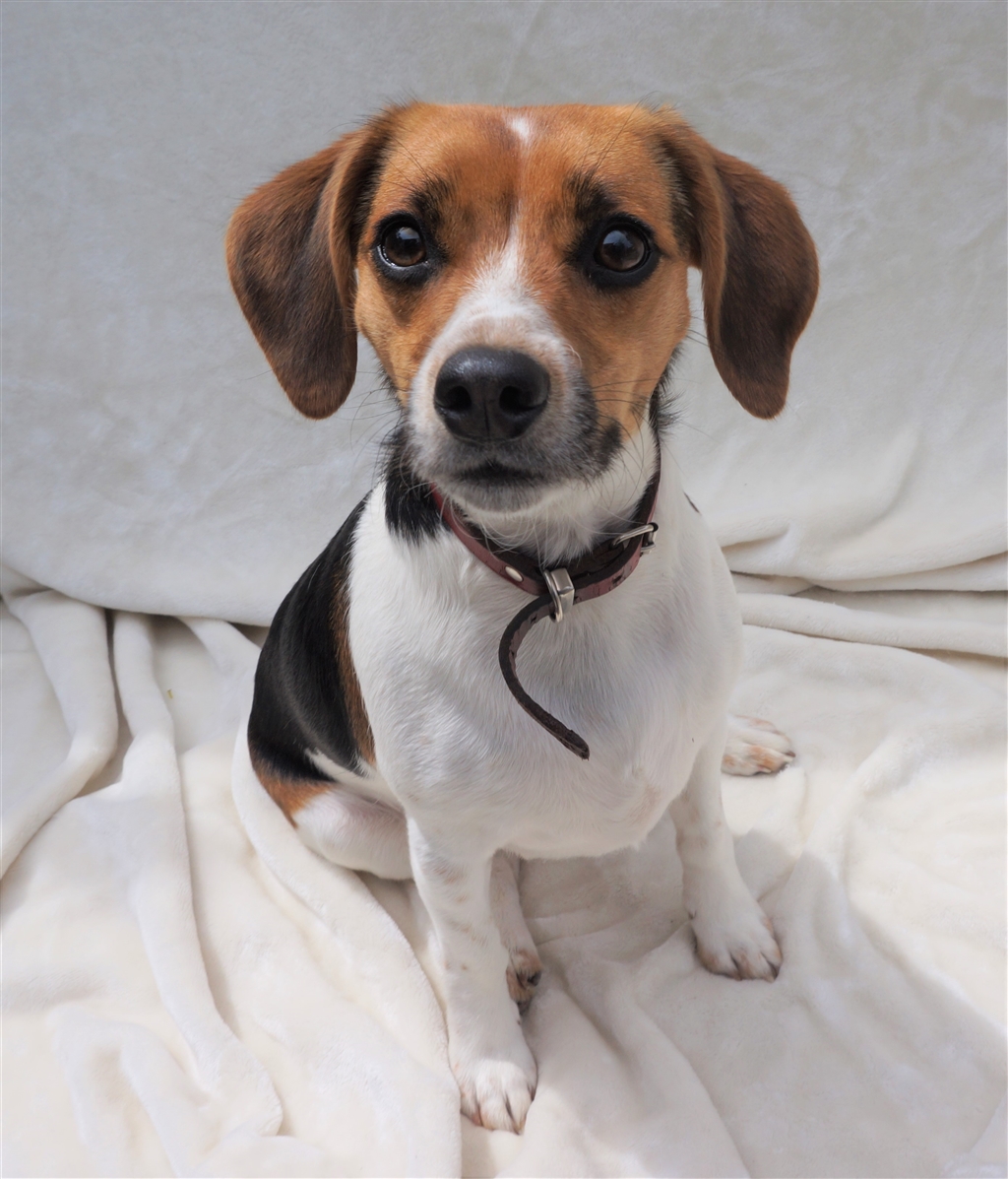 Evie Small Female Beagle x Jack Russell Terrier Mix Dog in TAS