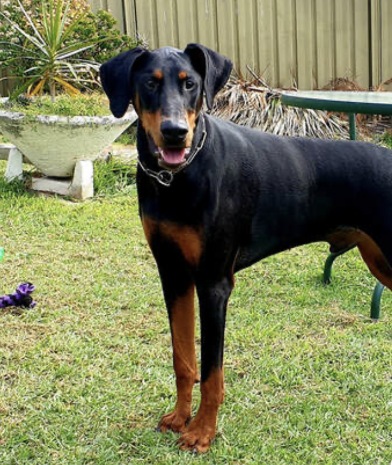 ronny-medium-male-doberman-dog-in-nsw-petrescue