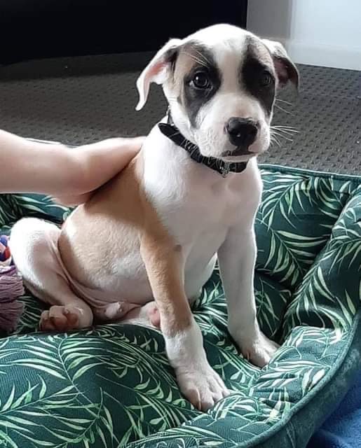 Soul Large Male American Bulldog x Staffordshire Bull Terrier Mix Dog in QLD PetRescue