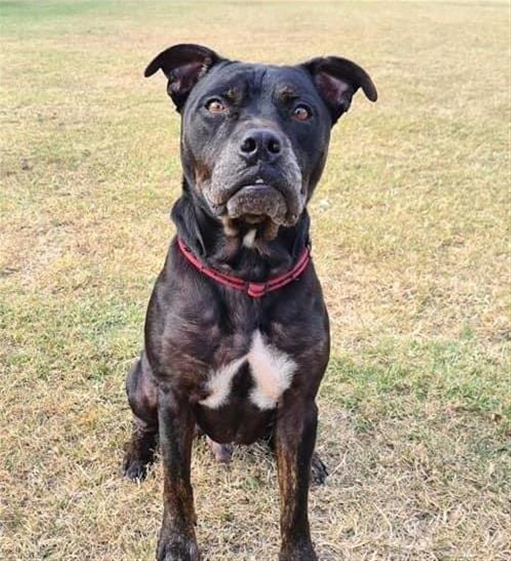 Loki Medium Male Johnson Bulldog x English Staffordshire