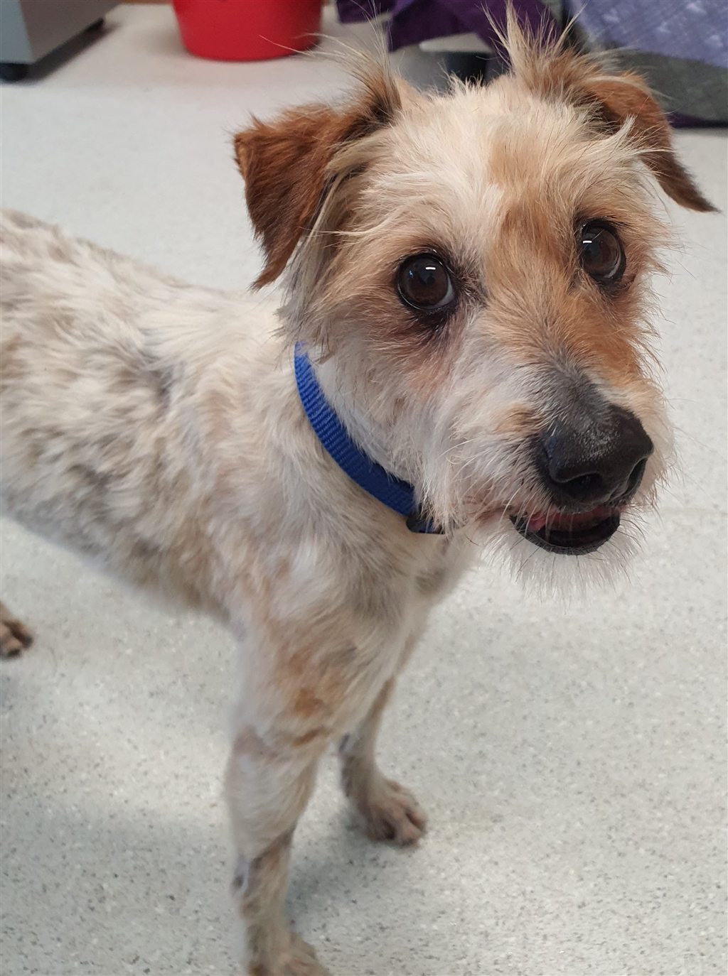 Scruffy Small Male Miniature Fox Terrier x Poodle Toy Mix Dog in QLD PetRescue