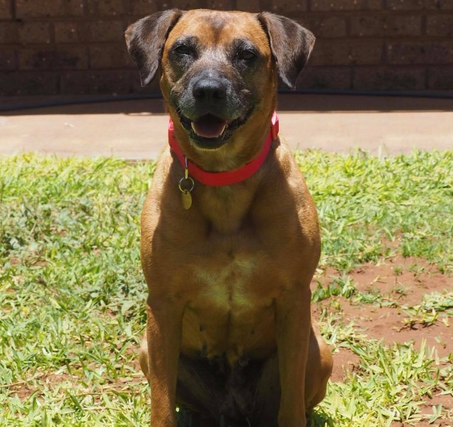 SAFE Karratha (Saving Animals From Euthanasia) PetRescue