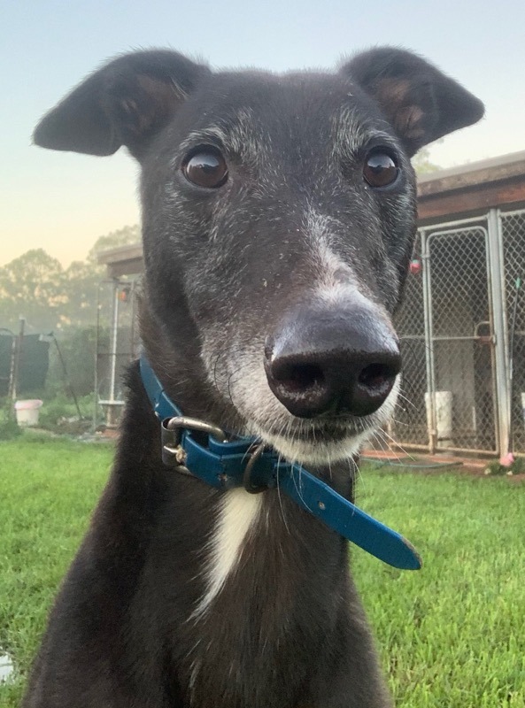 Blu Large Male Greyhound Dog in NSW PetRescue
