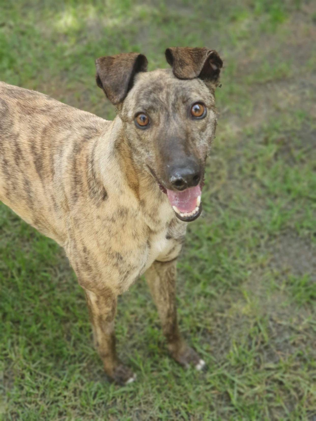 Animal Welfare League NSW Kemps Creek Shelter PetRescue