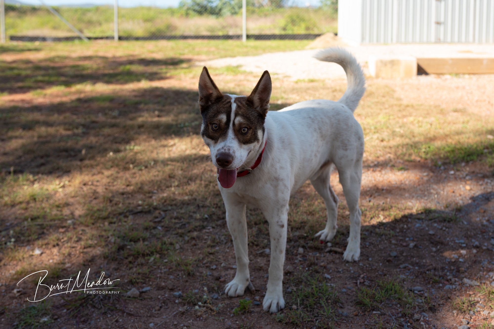 Tino Medium Male Husky x American Staffordshire Terrier Mix Dog in
