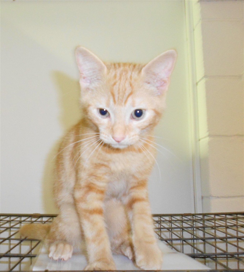 RSPCA Rockhampton World for Pets PetRescue