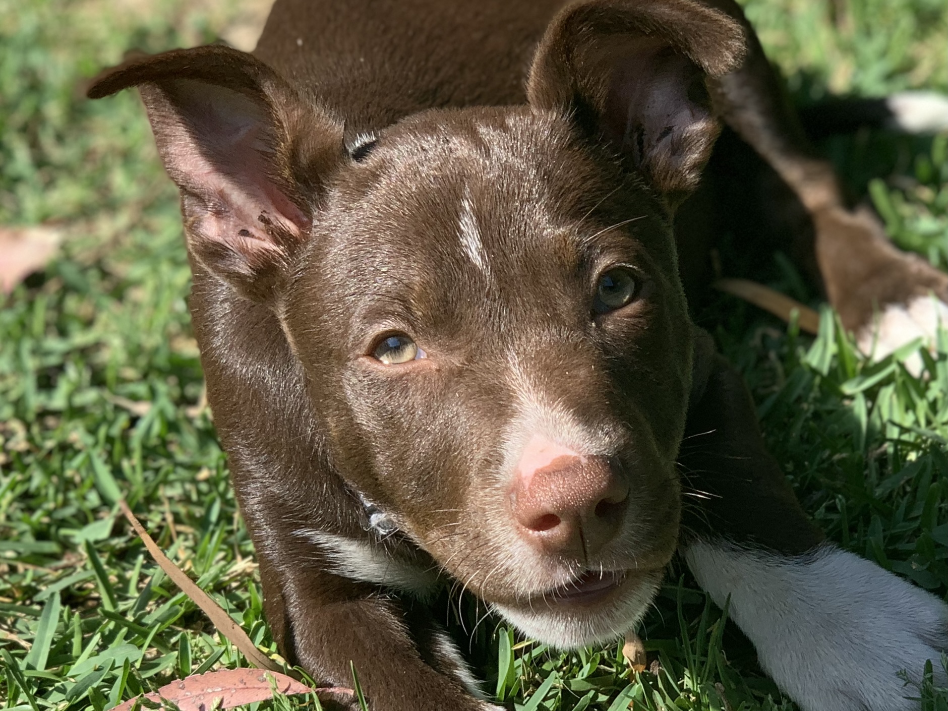 Blossum 🐞 Medium Female Kelpie x Koolie Mix Dog in NSW PetRescue
