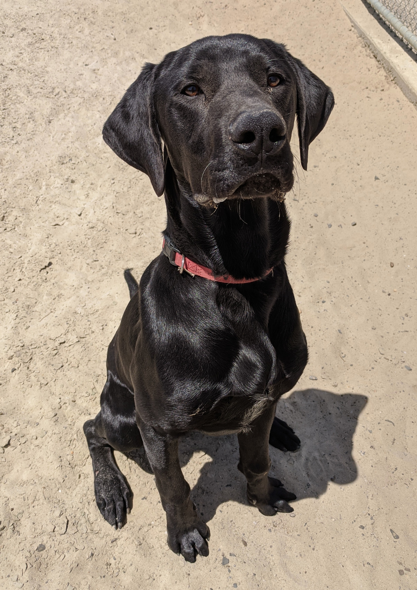 Lenny - Large Male German Shorthaired Pointer x Rottweiler Mix Dog in VIC -  PetRescue