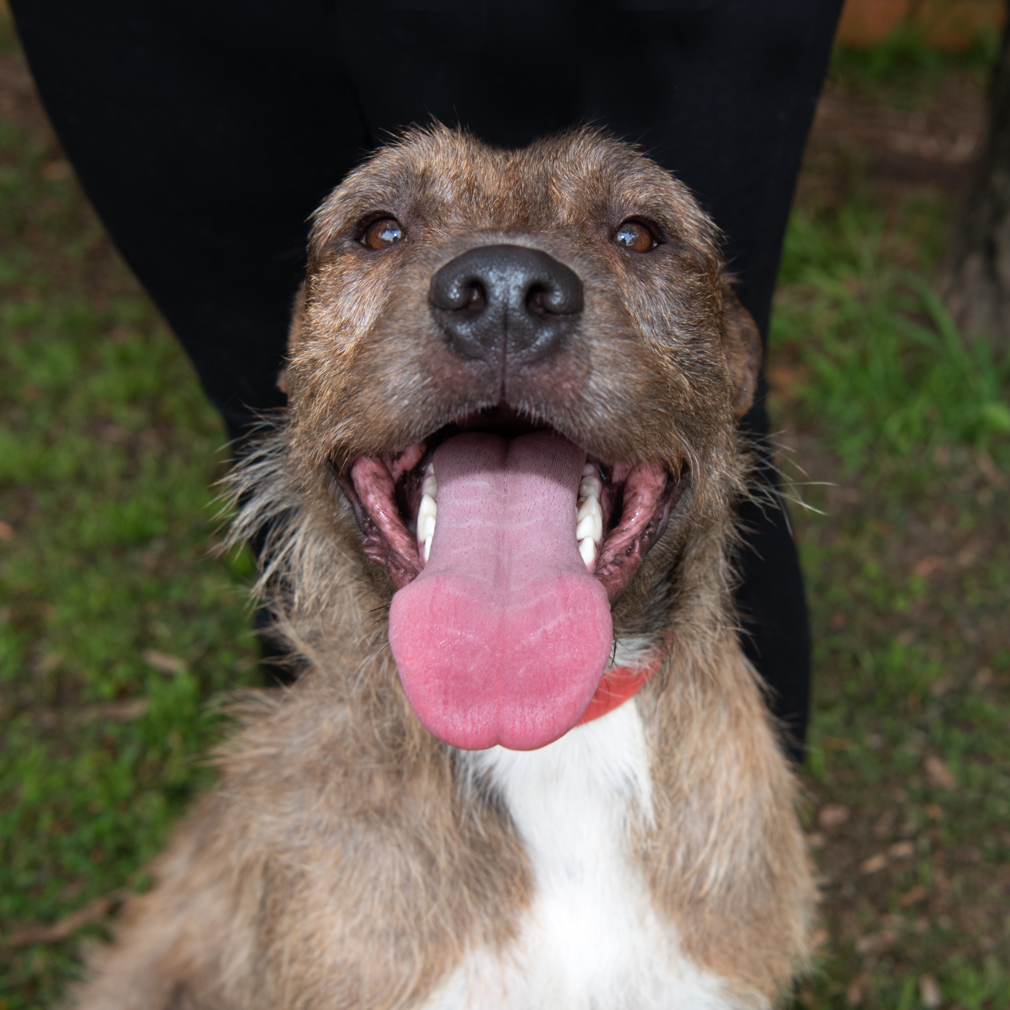 council pound near me