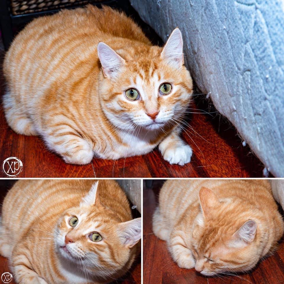 3153 Marmalade Female Domestic Short Hair Cat in WA PetRescue