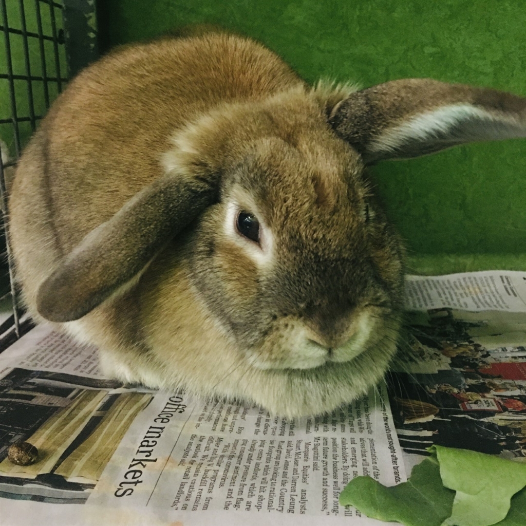 Metallica - Female Rabbit Unspecified Rabbit in VIC - PetRescue