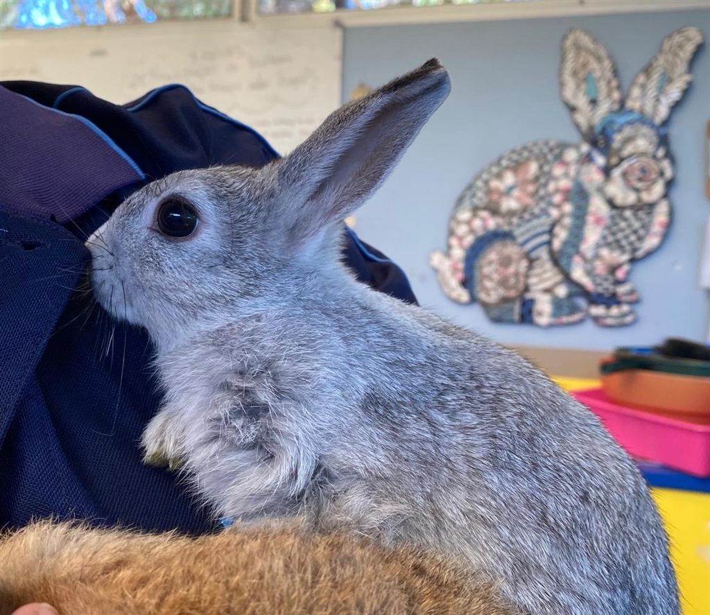 Mixy Rabbits Nidoran/ Ash - Female Bunny Rabbit Mix Rabbit in WA - PetRescue