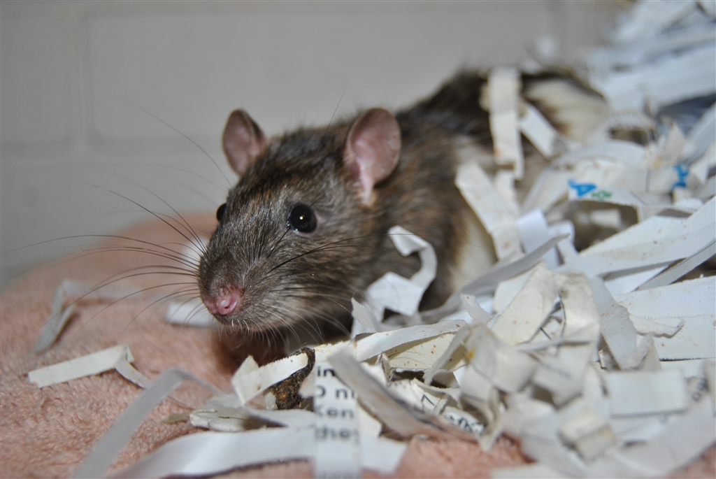 Squeak Male Rat Mix Rodent in QLD PetRescue