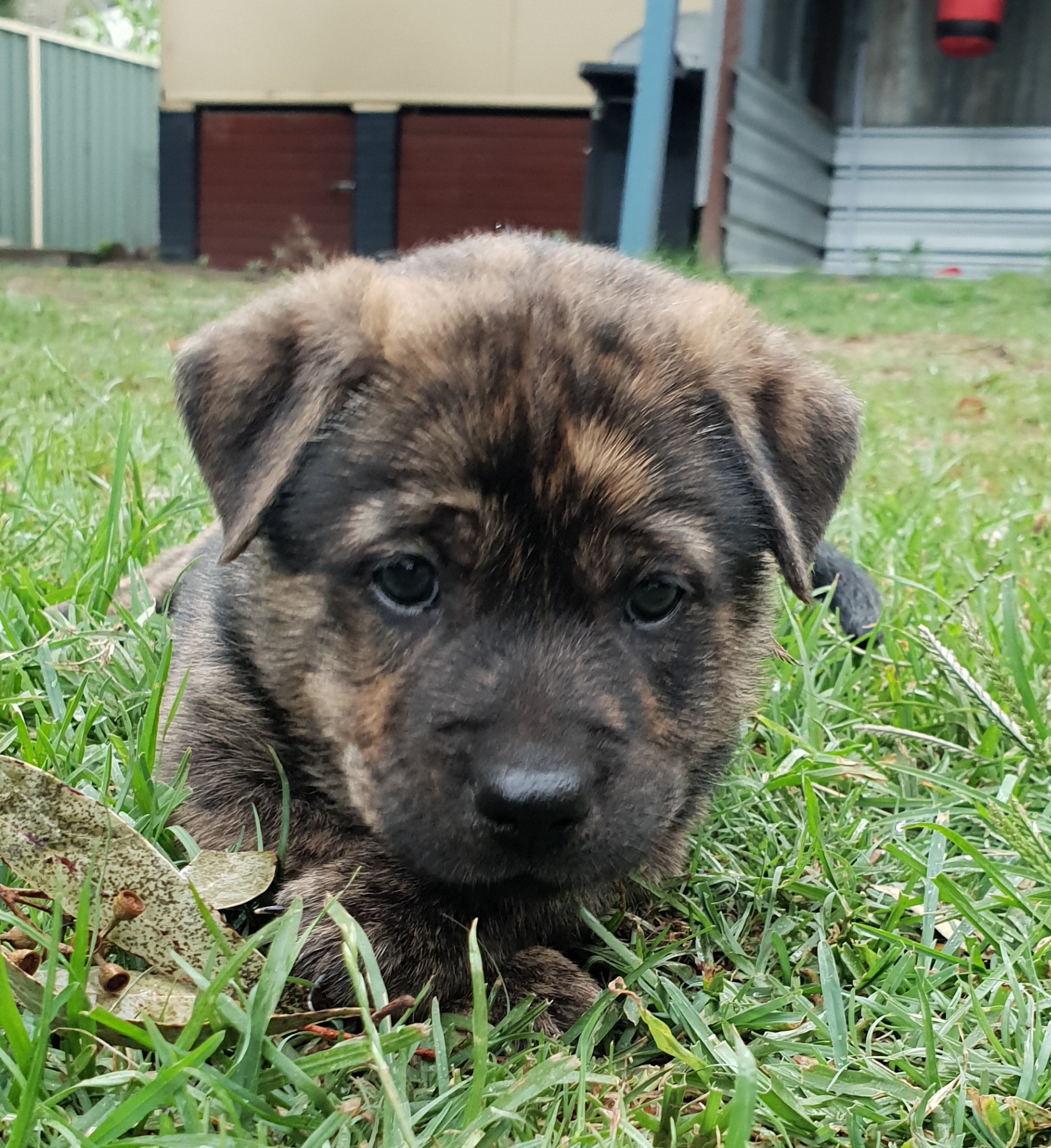 Pete - Large Male Shar-Pei x Australian Cattle Dog Mix Dog in NSW