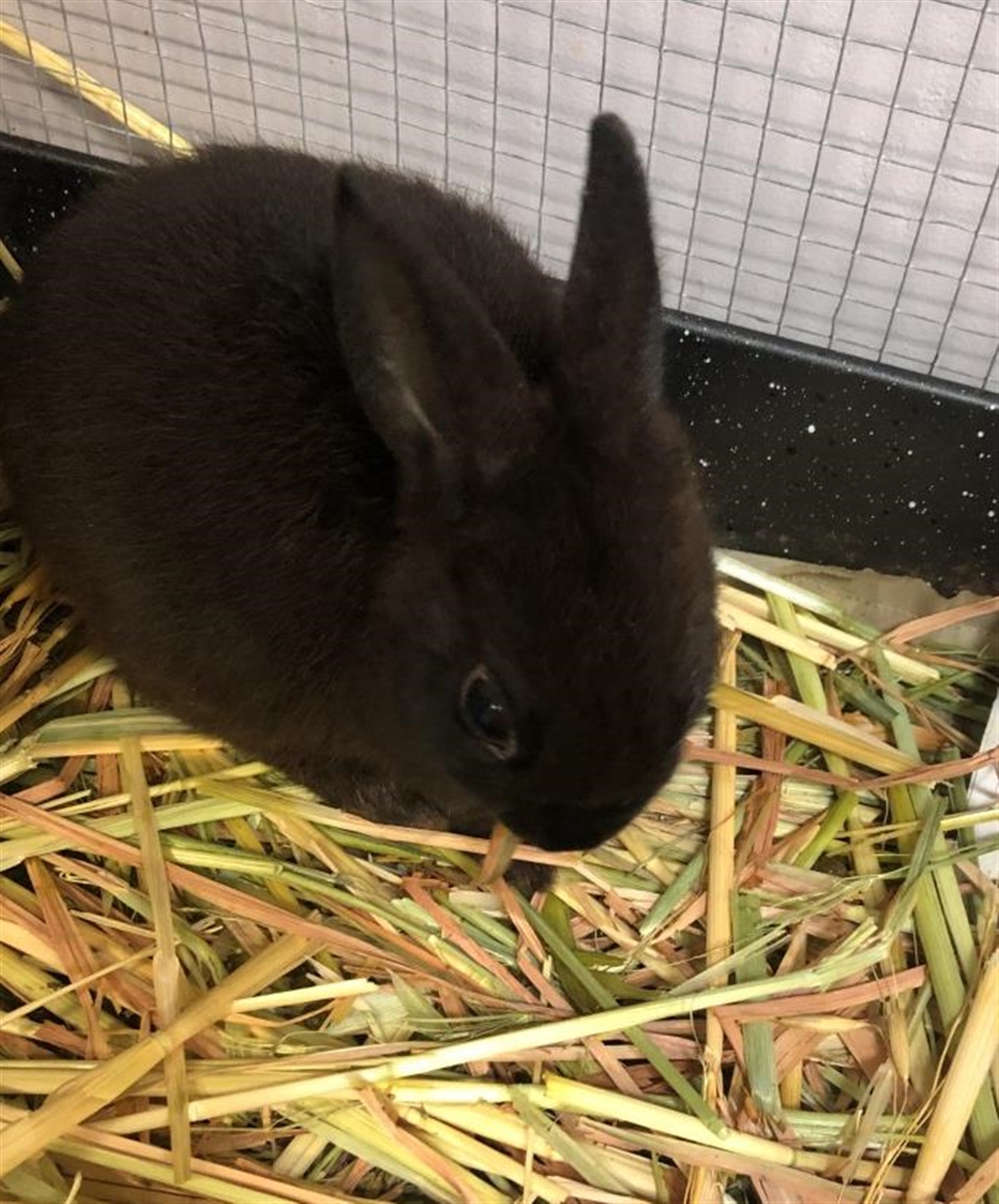 Gyrados - Female Havana x Bunny Rabbit Mix Rabbit in WA - PetRescue