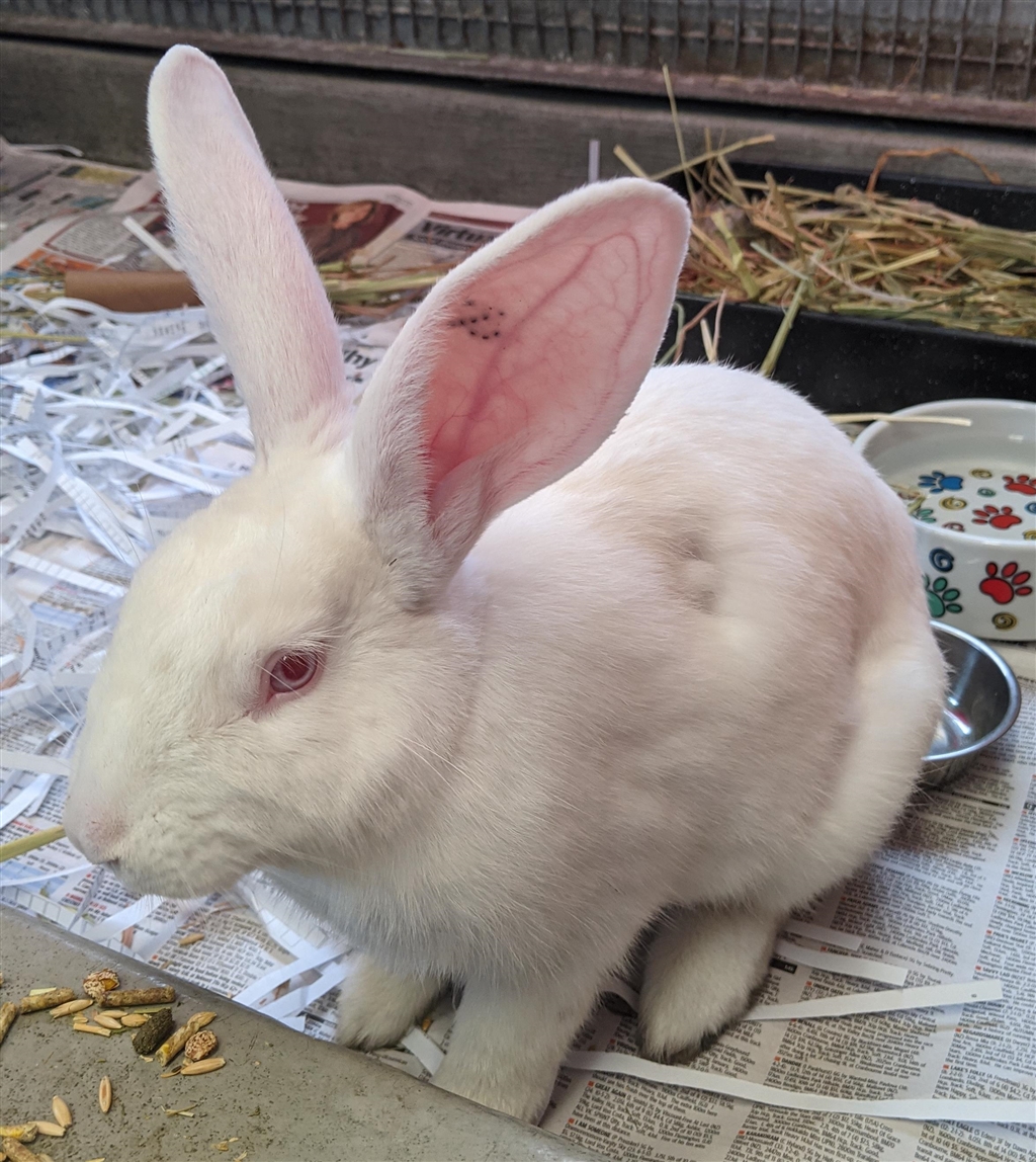 Mixy Rabbits Brooklyn - Male New Zealand Mix Rabbit in WA - PetRescue