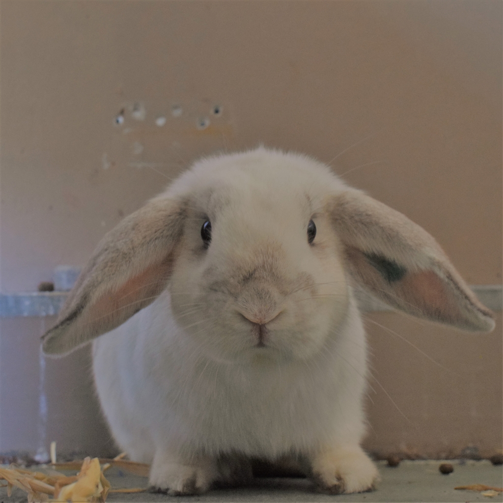 Hava Female Lop Eared Rabbit in VIC PetRescue