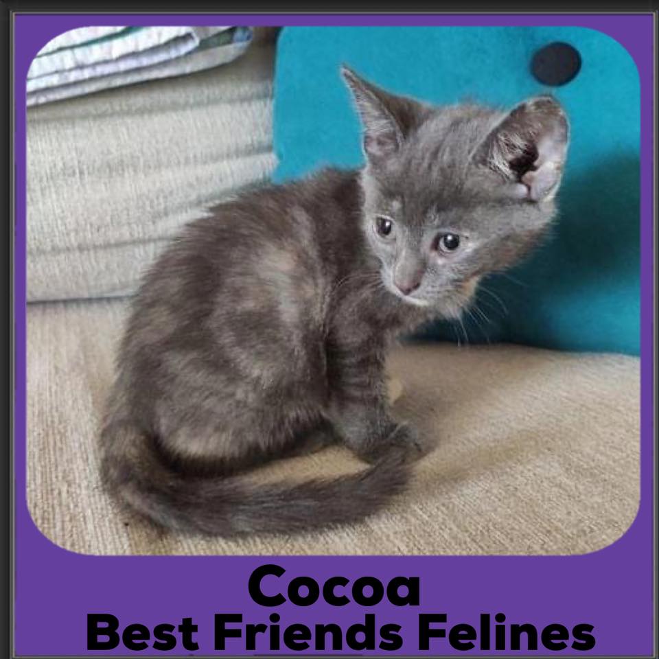 Cocoa Female Domestic Short Hair Cat in QLD PetRescue