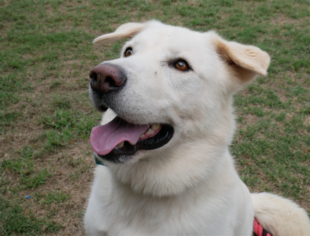 Hans - Large Male Maremma Sheepdog x Labrador Retriever Mix Dog in QLD ...