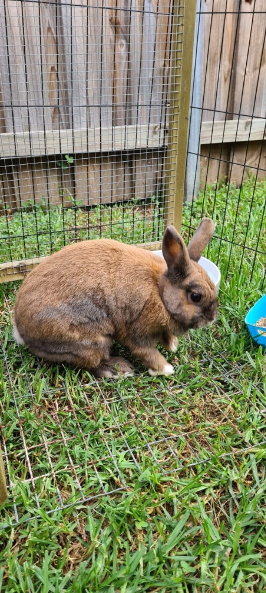 Furry Friends Forever Rescue PetRescue