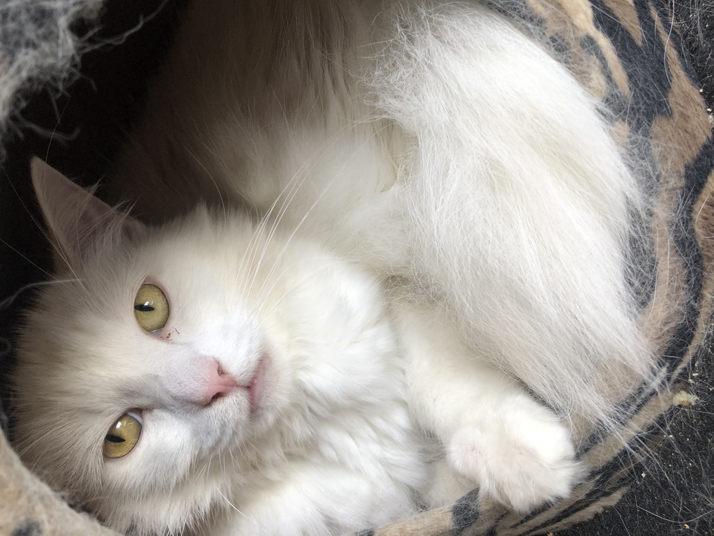 Alfie - Male Angora Cat Mix Cat in QLD - PetRescue