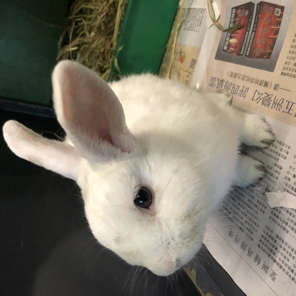 China Mala Rabbit Mika - Male Rabbit Unspecified Rabbit in VIC - PetRescue
