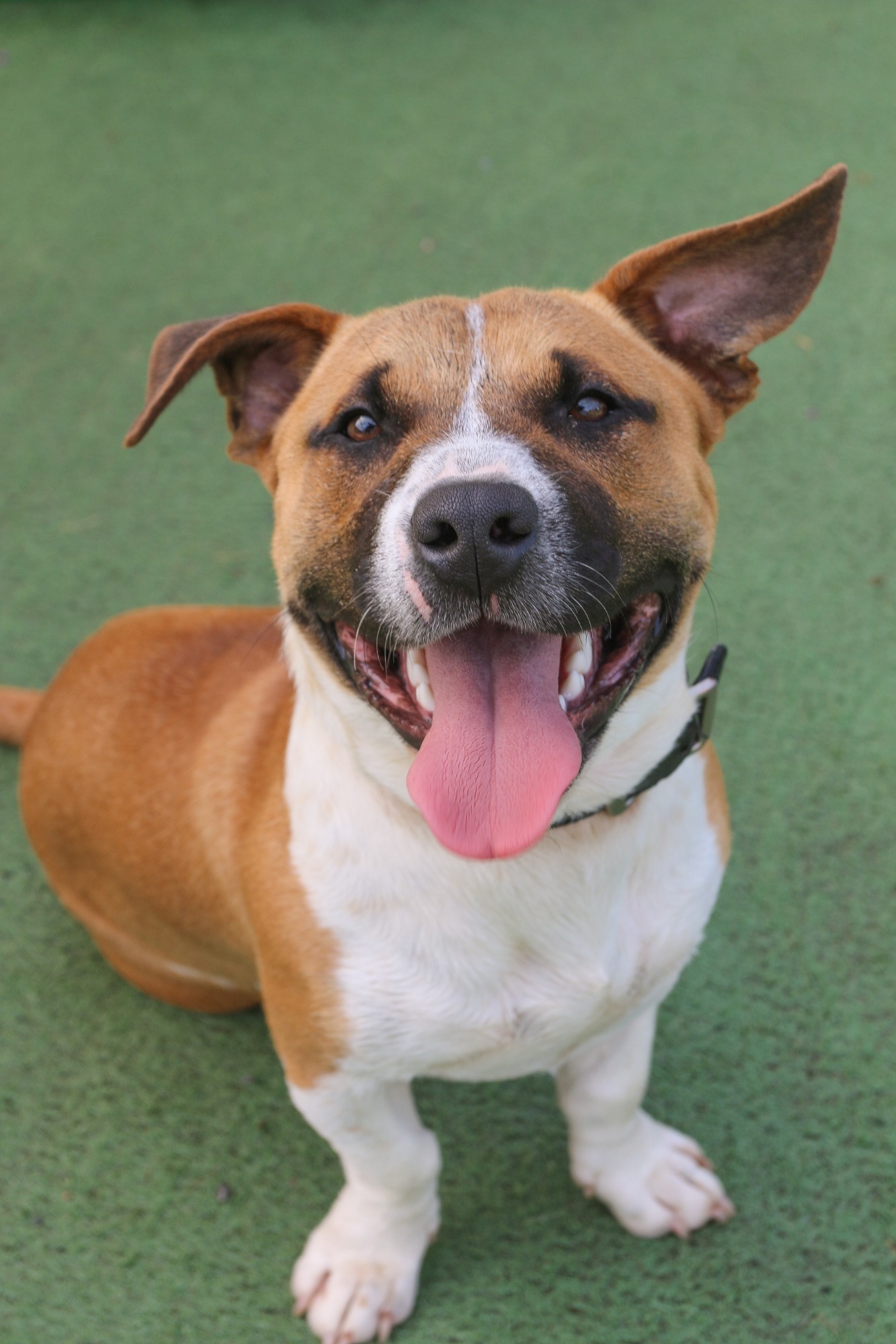 Bull Small Male Jack Russell Terrier x Staffy Dog in NSW PetRescue