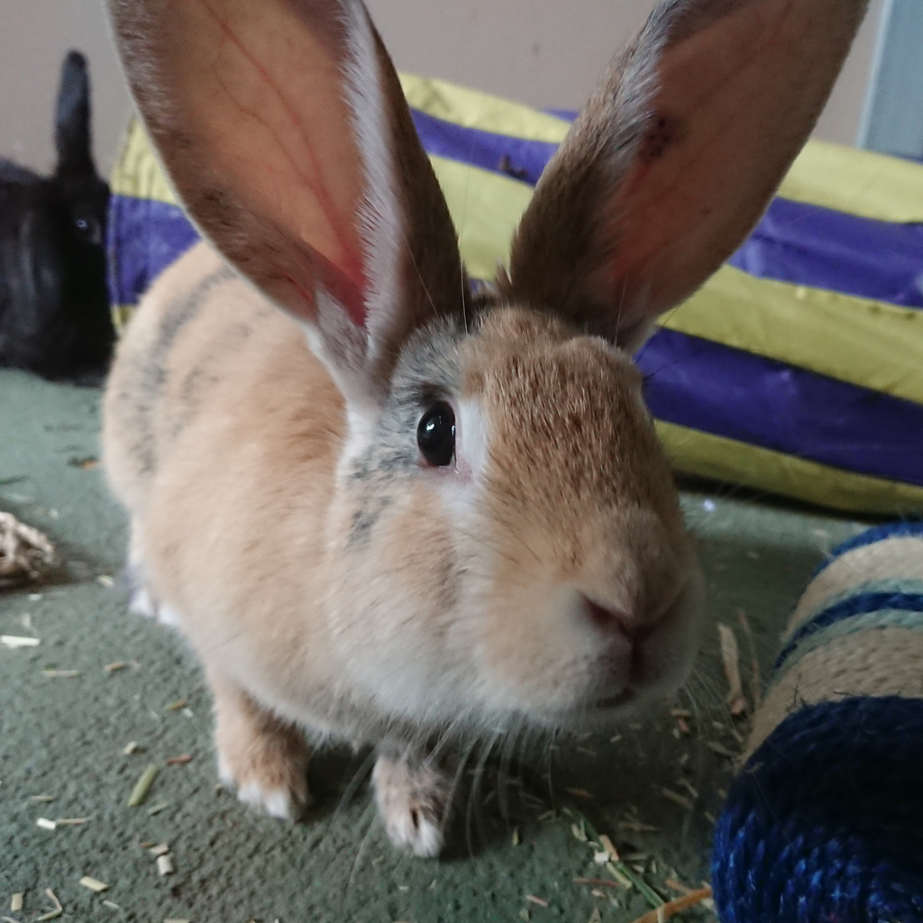 Peanut - Female Rabbit Unspecified Rabbit in VIC - PetRescue