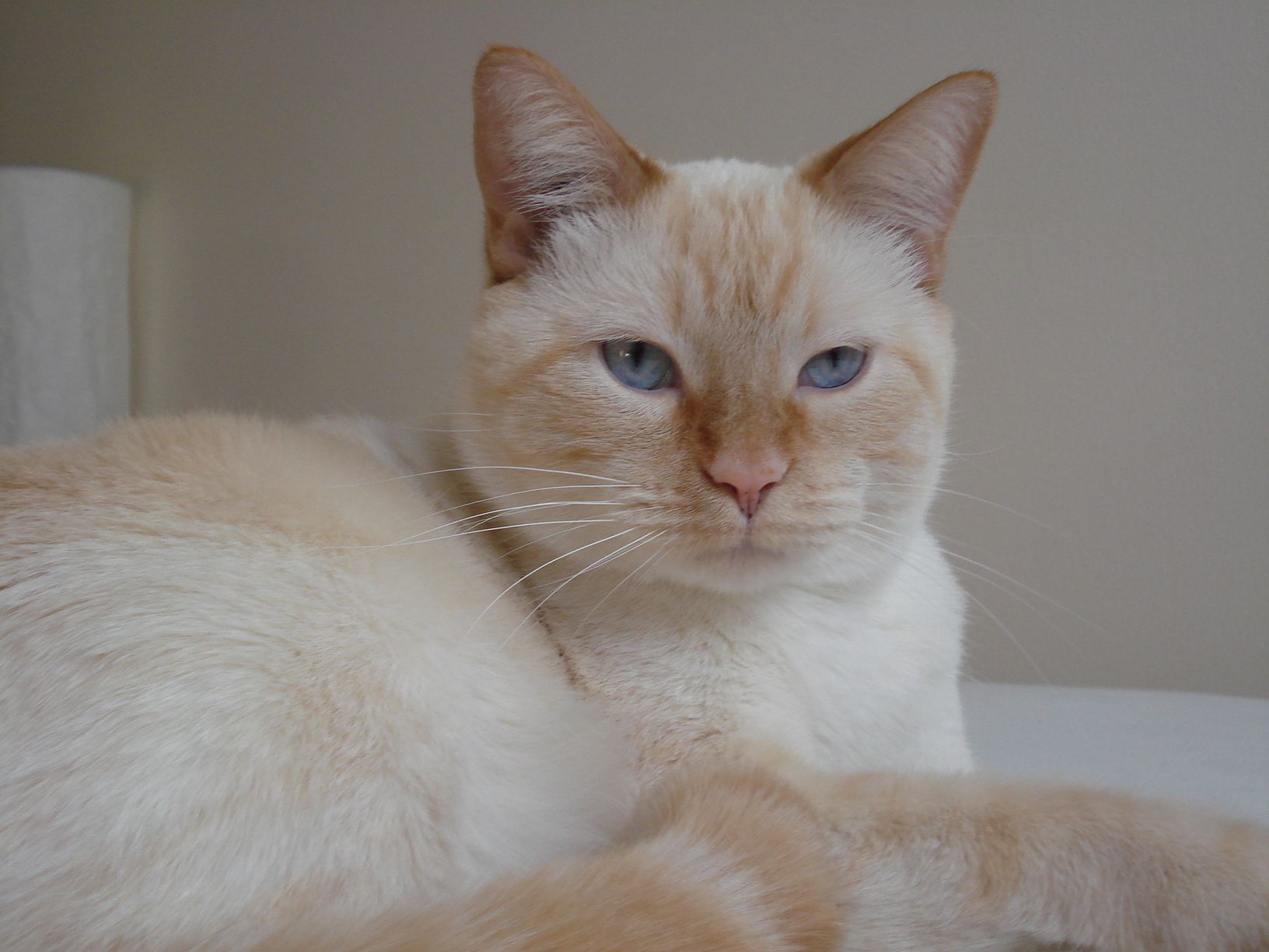 green eye orange siamese tabby