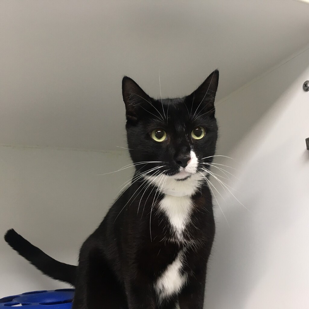 Tuxedo Male Domestic Short Hair Mix Cat in VIC PetRescue