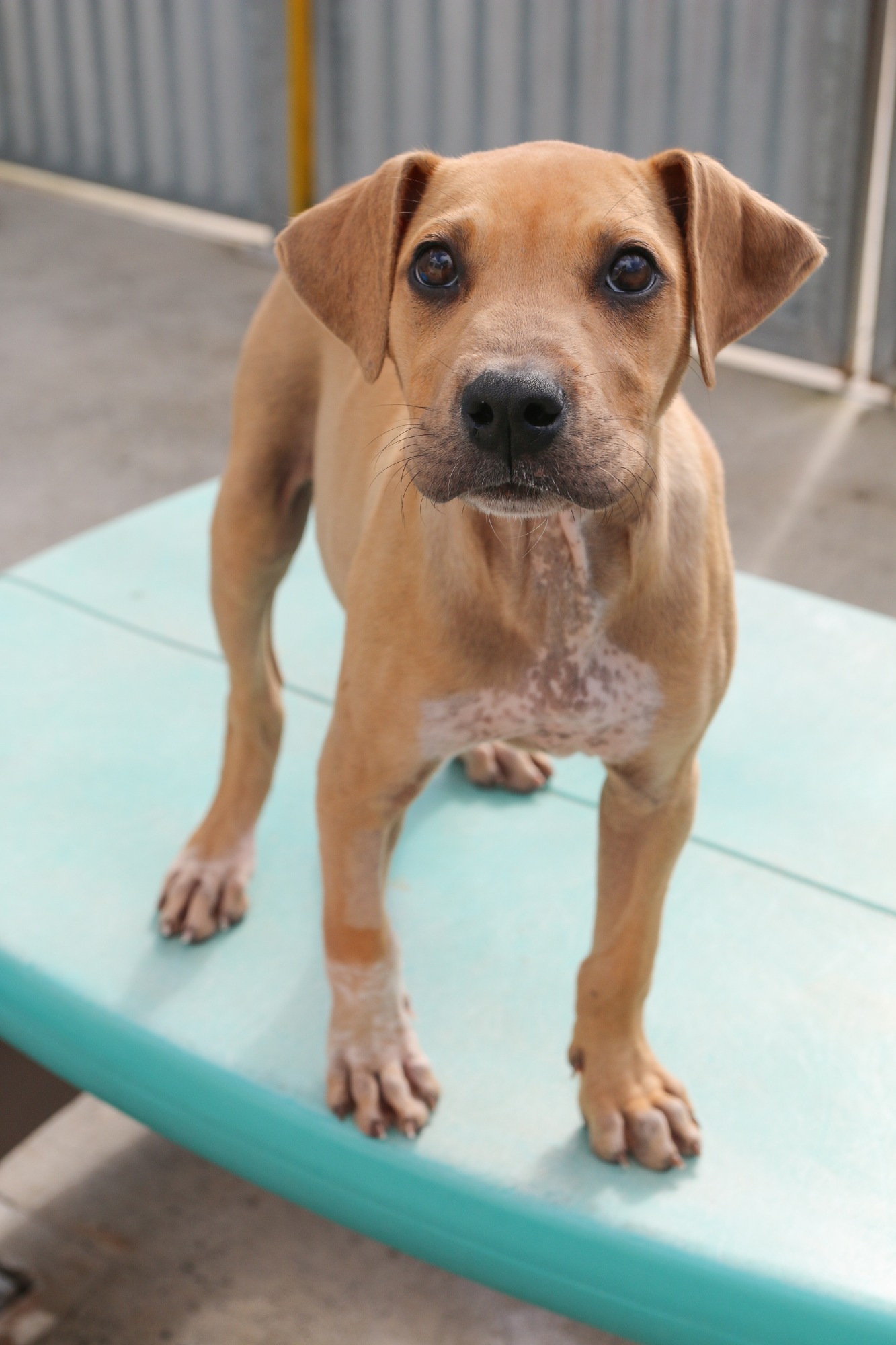 Indi Large Female Mixed Breed Dog in NSW PetRescue