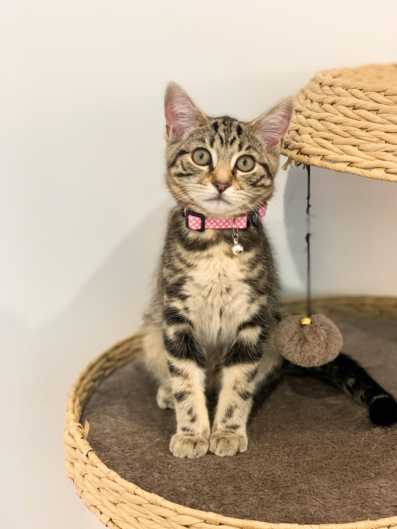 Foster Kittens Of Melbourne PetRescue