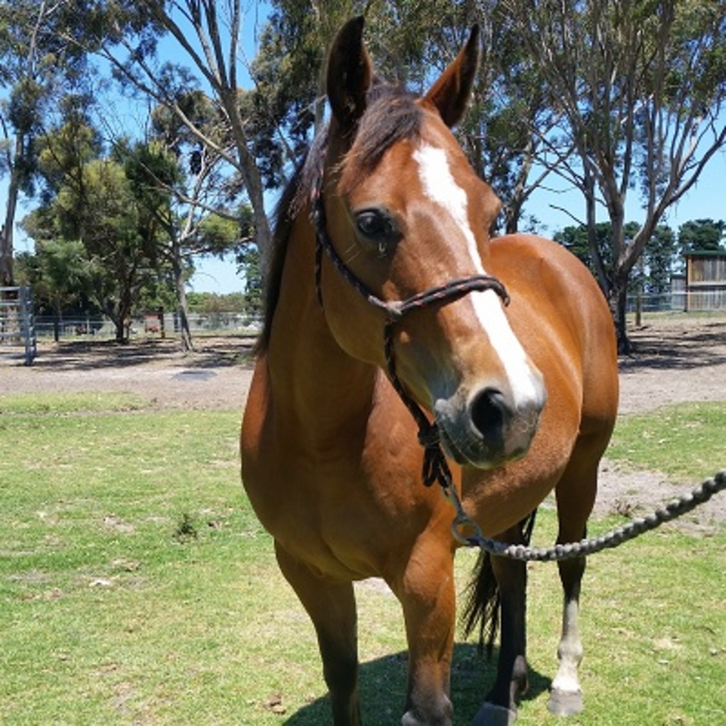Yogi Female Quarter Horse Mix Horse in VIC PetRescue