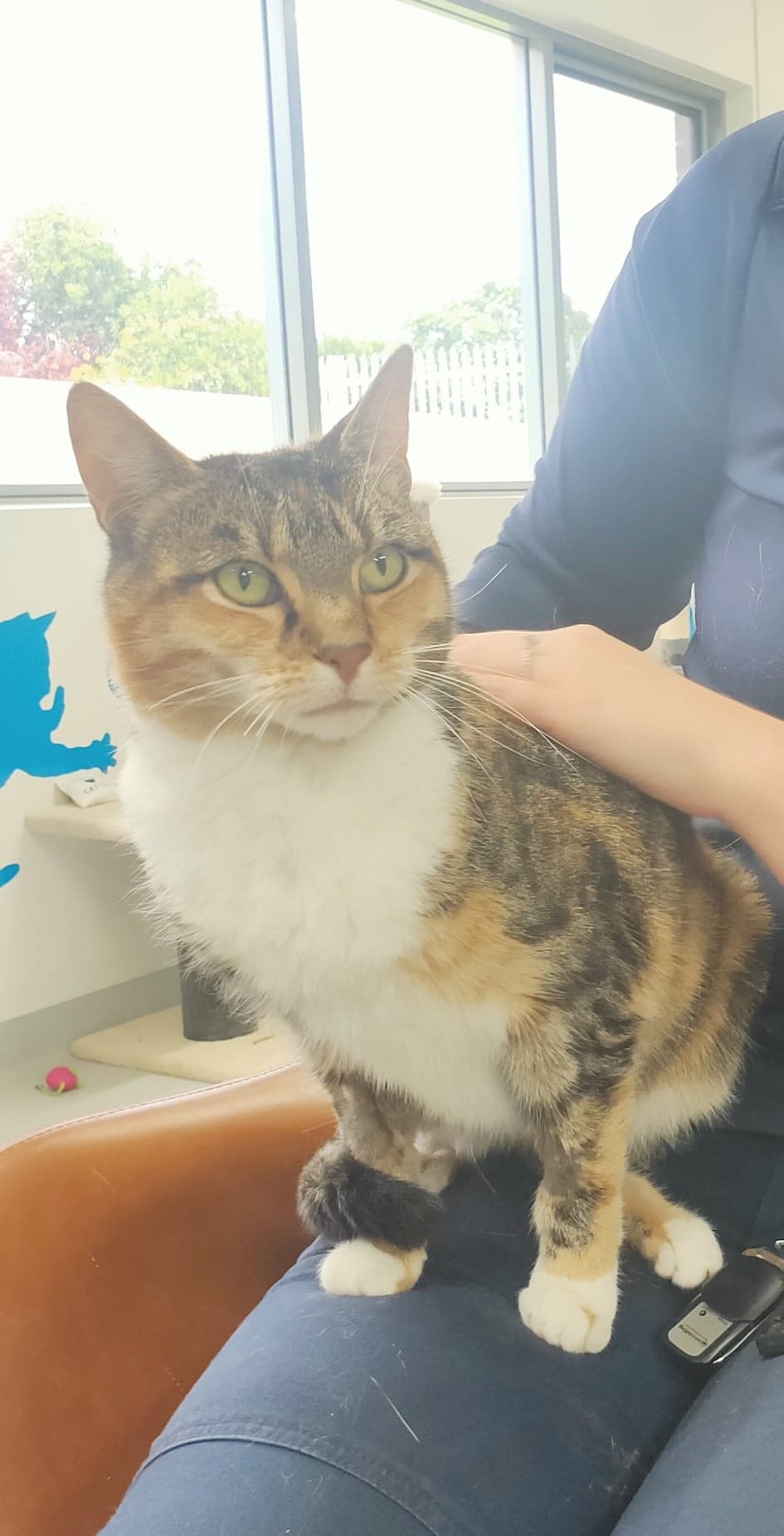 Mornington Peninsula Community Animal Shelter PetRescue