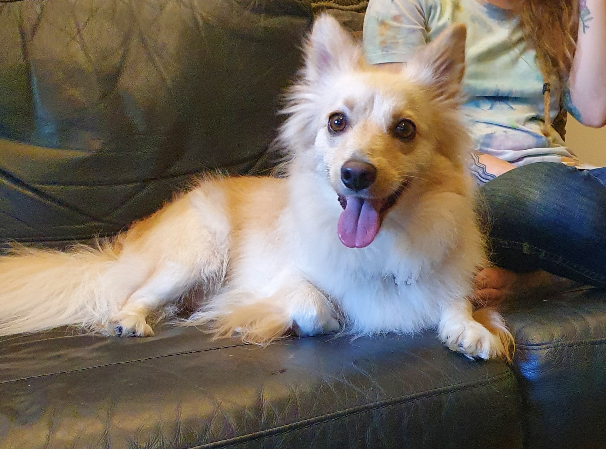 Claws N Paws Rescue - PetRescue