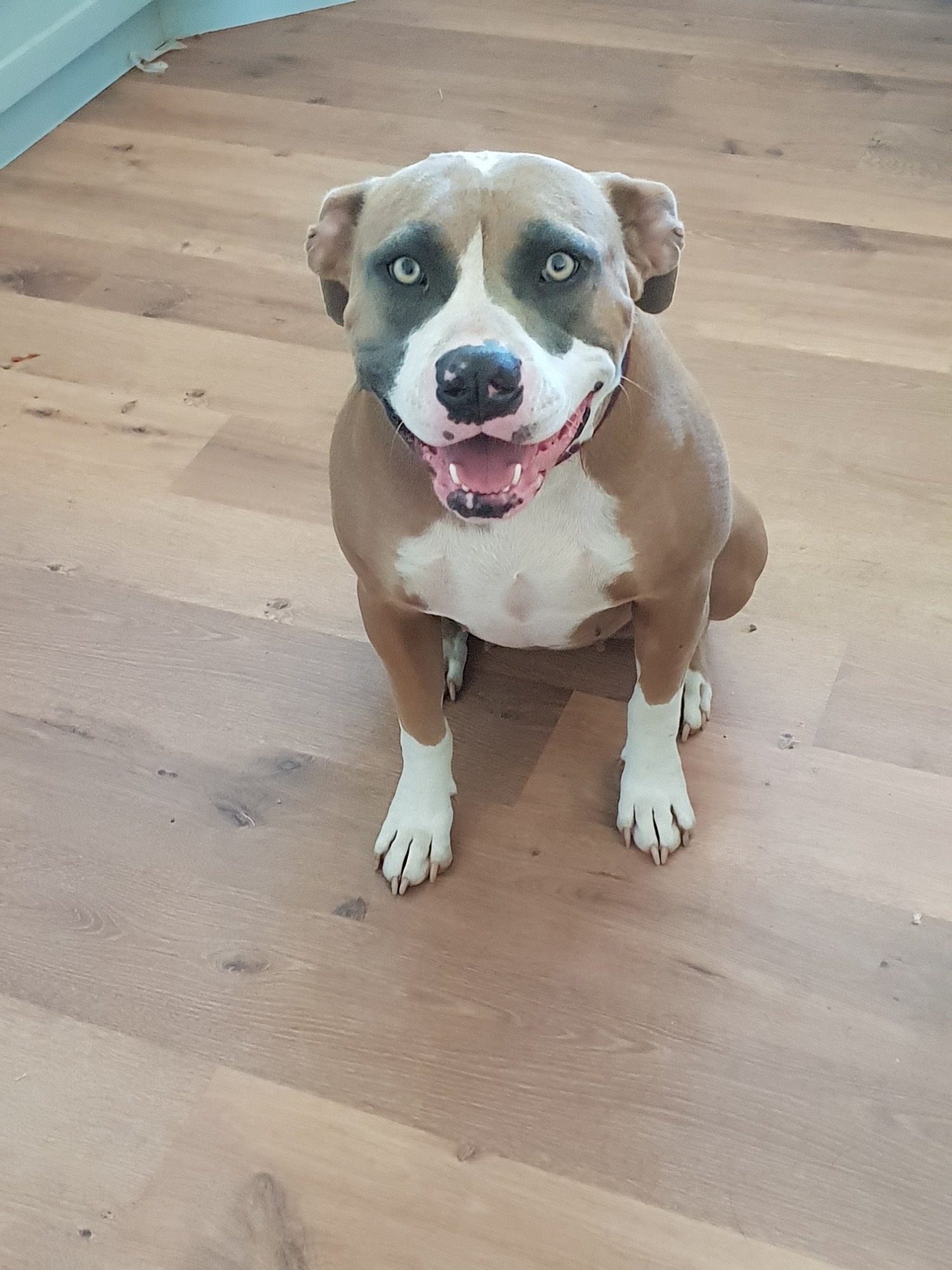 Kahlua Medium Female Mixed Breed Dog in VIC PetRescue