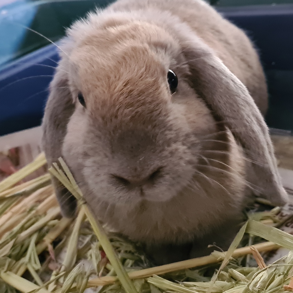 Trinity - Female Lop Eared Mix Rabbit in VIC - PetRescue