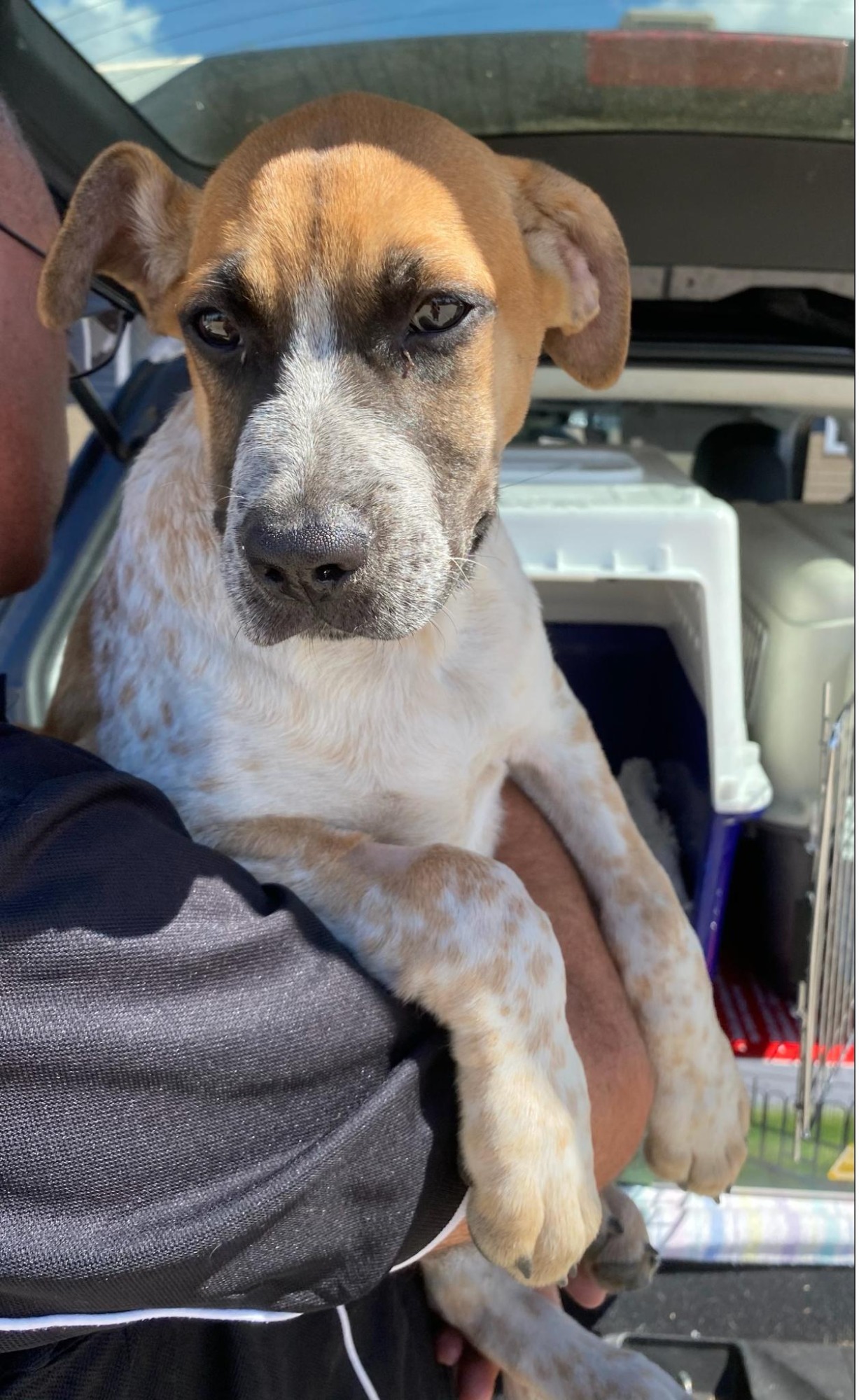 Bogey - Large Male Mastiff x Ridgeback x Australian Cattle Dog x Shar ...