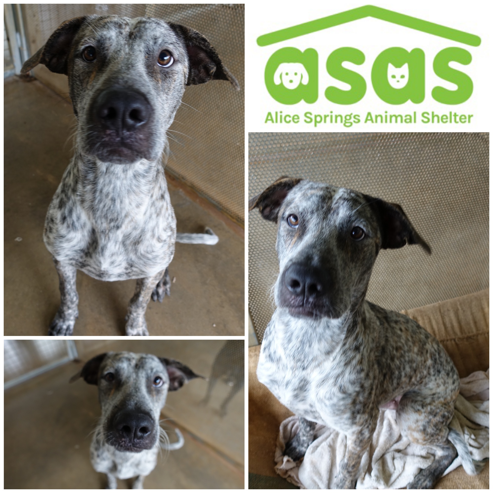 Bluey DG21016 Large Male Mixed Breed Mix Dog in NT PetRescue