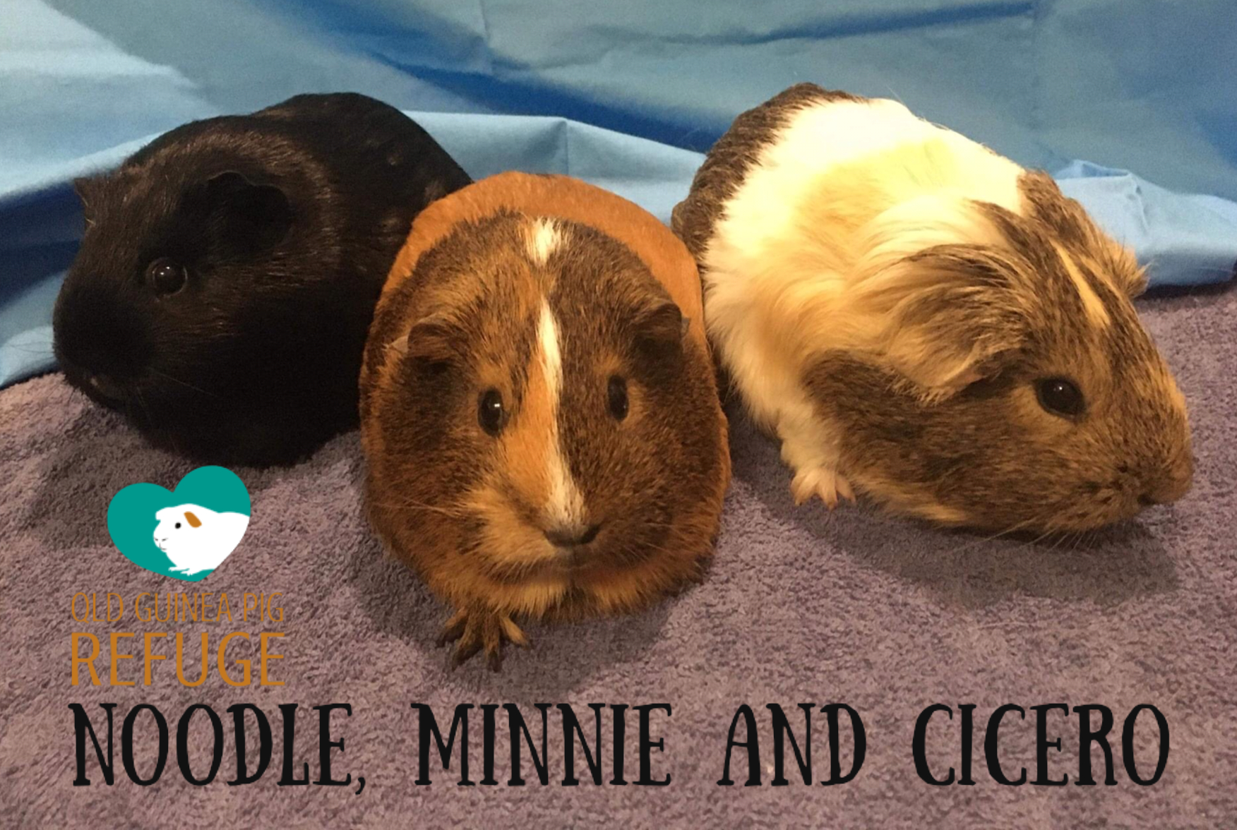 QLD Guinea Pig Refuge PetRescue