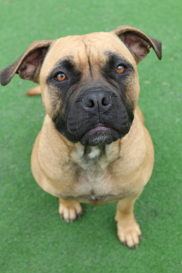 Rory Medium Female Staffordshire Bull Terrier x Bullmastiff Mix Dog