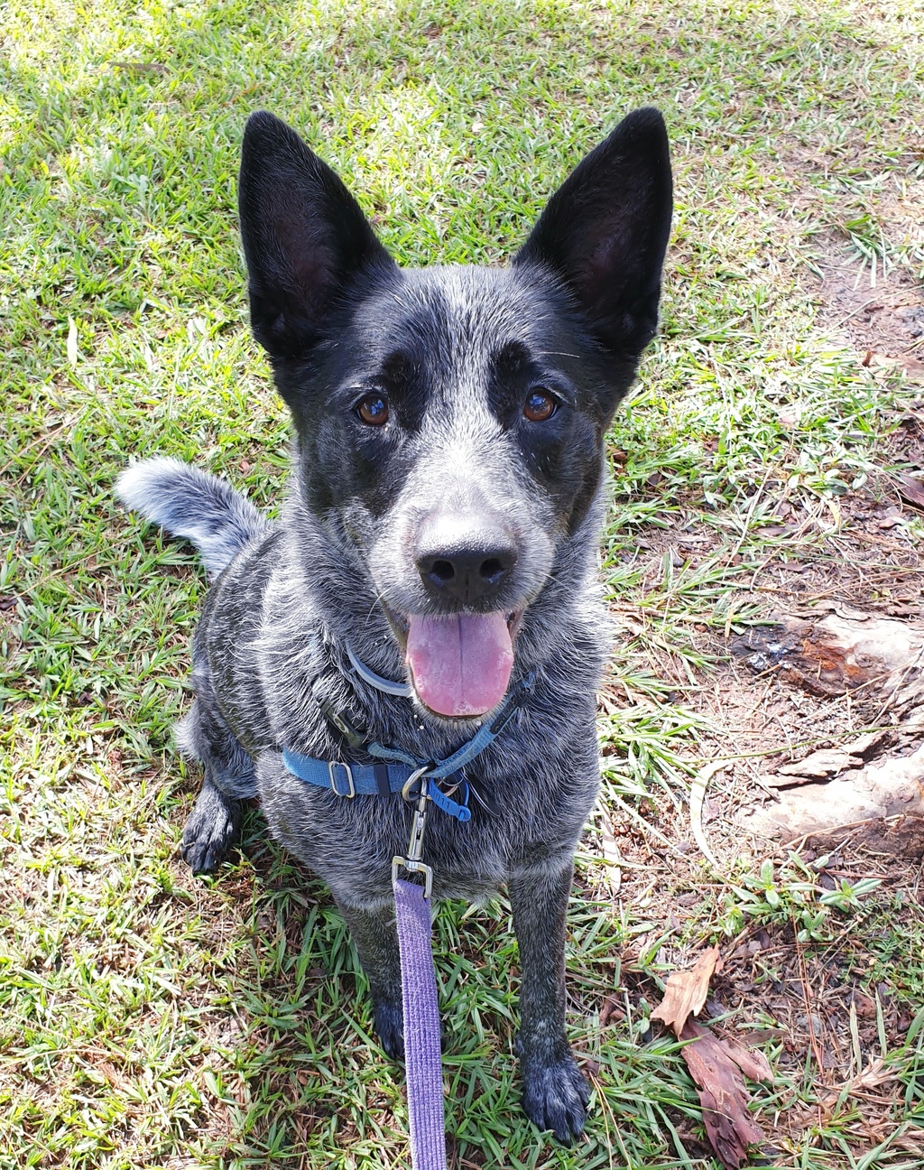 Mia Large Female Australian Cattle Dog x German Shepherd Mix Dog in QLD PetRescue