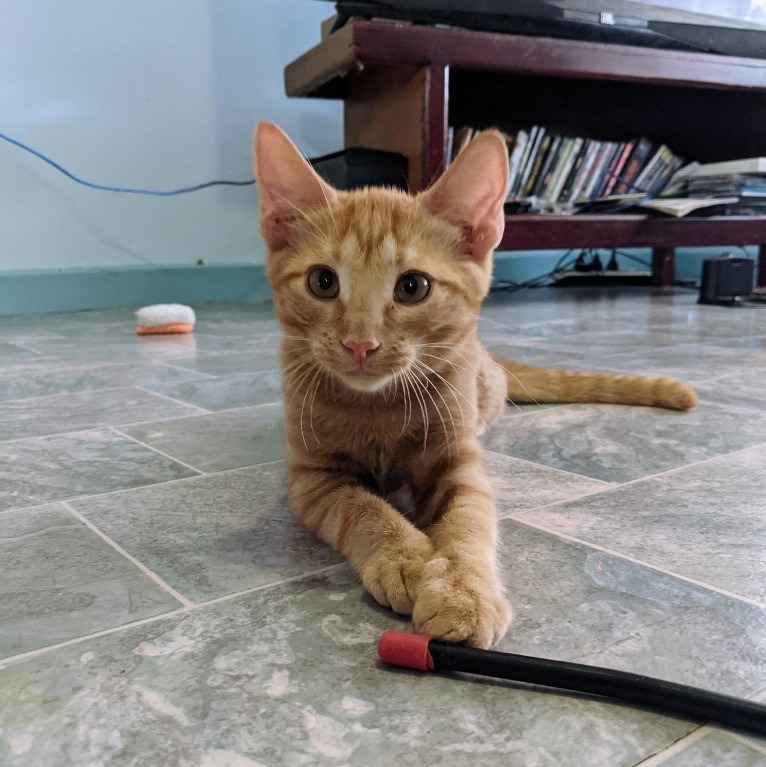 SAFE Karratha (Saving Animals From Euthanasia) PetRescue